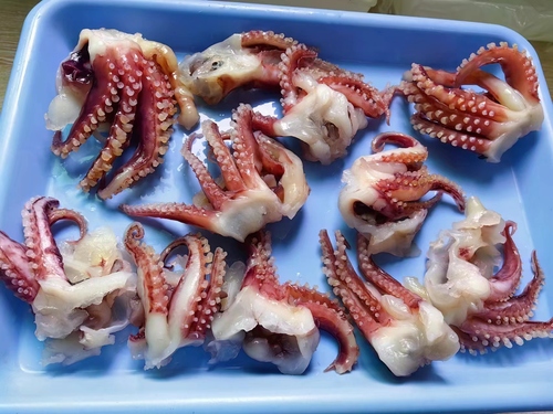Frozen Squid Head